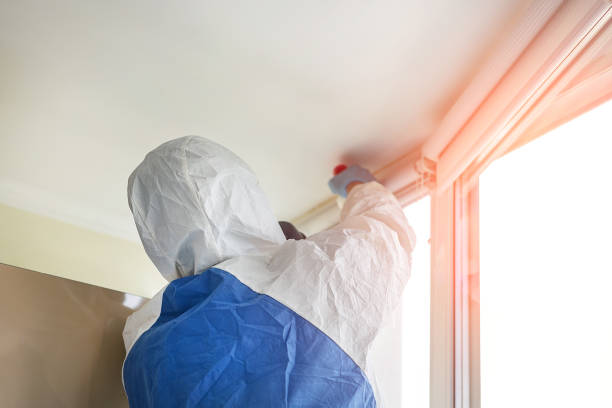 Best Mold Odor Removal Services  in Smith Mills, MA