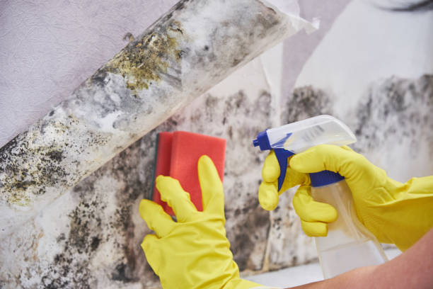 Best Mold Remediation for Healthcare Facilities  in Smith Mills, MA